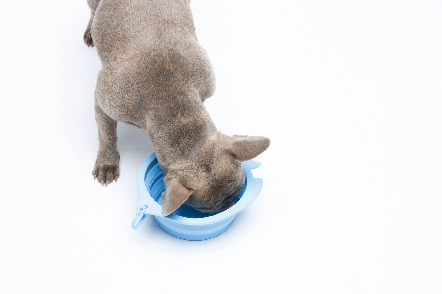 Faltbarer Reisenapf Neptun large